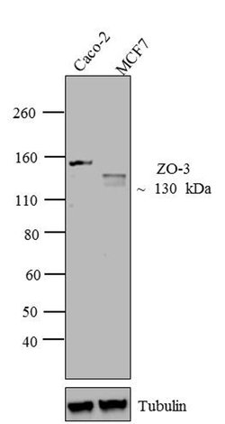 Invitrogen ZO-3 Polyclonal Antibody 100 &mu;g; Unconjugated:Antibodies,