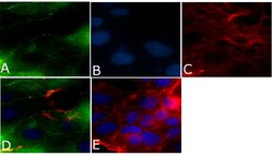 Invitrogen ZO-3 Polyclonal Antibody 100 &mu;g; Unconjugated:Antibodies,