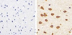 Invitrogen Claudin 11 Polyclonal Antibody 100 &mu;g; Unconjugated:Antibodies,