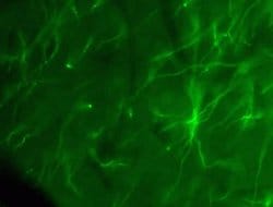 Invitrogen Claudin 11 Polyclonal Antibody 100 &mu;g; Unconjugated:Antibodies,