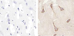 Invitrogen Connexin 47 Polyclonal Antibody 100 &mu;g; Unconjugated:Antibodies,