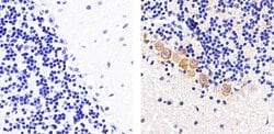 Invitrogen Connexin 47 Polyclonal Antibody 100 &mu;g; Unconjugated:Antibodies,
