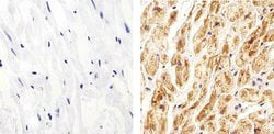 Invitrogen Connexin 40 Polyclonal Antibody 100 &mu;g; Unconjugated:Antibodies,
