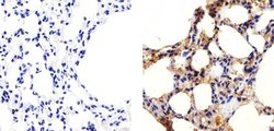 Invitrogen Connexin 40 Polyclonal Antibody 100 &mu;g; Unconjugated:Antibodies,