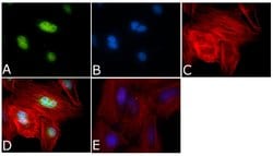 Invitrogen Aurora B Polyclonal Antibody 100 &mu;g; Unconjugated:Antibodies,