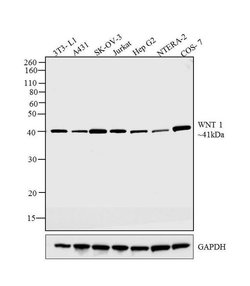 Invitrogen WNT1 Polyclonal Antibody 100 &mu;g; Unconjugated:Antibodies,