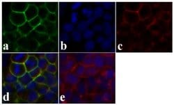 Invitrogen Syndecan 2 Polyclonal Antibody 100 &mu;g; Unconjugated:Antibodies,