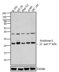Invitrogen Syndecan 2 Polyclonal Antibody 100 &mu;g; Unconjugated:Antibodies,