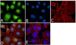 Invitrogen Phospho-ERK1/ERK2 (Thr202, Tyr204) Polyclonal Antibody 100 &mu;L;