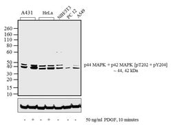 Invitrogen Phospho-ERK1/ERK2 (Thr202, Tyr204) Polyclonal Antibody 100 &mu;L;