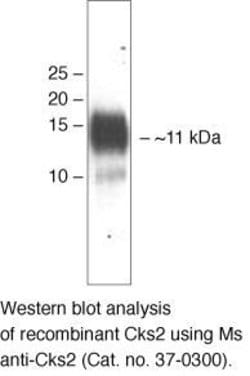 Invitrogen CKS2 Monoclonal Antibody (1F7G5) 100 &mu;g; Unconjugated:Antibodies,