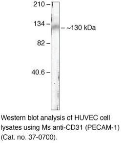 Invitrogen&trade;&nbsp;CD31 Monoclonal Antibody (MEM-05)