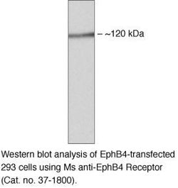 Invitrogen EphB4 Monoclonal Antibody (3D7G8) 100 &mu;g; Unconjugated:Antibodies,