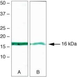 Invitrogen Survivin Monoclonal Antibody (3F5H5) 100 &mu;g; Unconjugated:Antibodies,