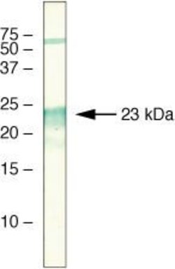 Invitrogen PEBP1 Monoclonal Antibody (3E12D7) 100 &mu;g; Unconjugated:Antibodies,