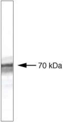 Invitrogen BTRC Monoclonal Antibody (1B1D2) 100 &mu;g; Unconjugated:Antibodies,