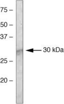 Invitrogen SOCS1 Monoclonal Antibody (4H1) 100 &mu;g; Unconjugated:Antibodies,