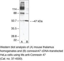 Invitrogen Connexin 47 Monoclonal Antibody (4A11A2) 100 &mu;g; Unconjugated:Antibodies,
