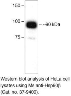 Invitrogen HSP90 beta Monoclonal Antibody (H9010) 100 &mu;g; Unconjugated:Antibodies,