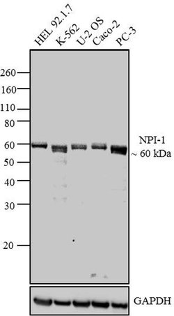 Invitrogen&trade;&nbsp;KPNA1 Monoclonal Antibody (114-E12)