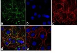 Invitrogen PEBP1 Monoclonal Antibody (3E12D7) 100 &mu;g; Unconjugated:Antibodies,