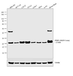 Invitrogen PEBP1 Monoclonal Antibody (3E12D7) 100 &mu;g; Unconjugated:Antibodies,