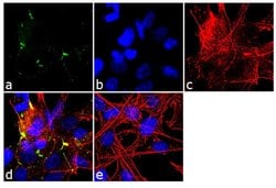 Invitrogen Claudin 7 Monoclonal Antibody (5D10F3) 100 &mu;g; Unconjugated:Antibodies,