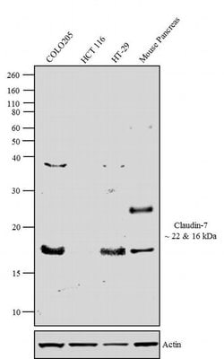 Invitrogen Claudin 7 Monoclonal Antibody (5D10F3) 100 &mu;g; Unconjugated:Antibodies,