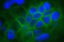 Invitrogen Claudin 1 Monoclonal Antibody (2H10D10), Alexa Fluor 488 100