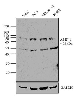 Invitrogen TNIP1 Monoclonal Antibody (1A11E3) 100 &mu;g | Buy Online | Invitrogen&trade; | Fisher Scientific