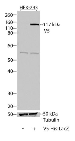 Invitrogen V5 Tag Monoclonal Antibody (2F11F7) 100 &mu;g; Unconjugated:Antibodies,