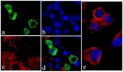 Invitrogen V5 Tag Monoclonal Antibody (2F11F7) 100 &mu;g; Unconjugated:Antibodies,