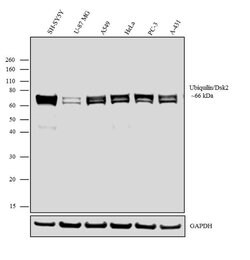 Invitrogen Ubiquilin 2 Monoclonal Antibody (3D5E2) 100 &mu;g; Unconjugated:Anticuerpos