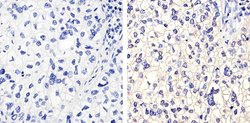 Invitrogen Connexin 40 Monoclonal Antibody (2F9A11) 100 &mu;g; Unconjugated:Antibodies,