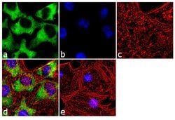 Invitrogen HSP90 beta Monoclonal Antibody (H9010) 100 &mu;g; Unconjugated:Antibodies,