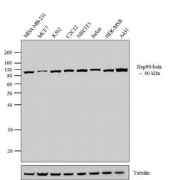 Invitrogen HSP90 beta Monoclonal Antibody (H9010) 100 &mu;g; Unconjugated:Antibodies,