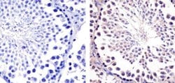 Invitrogen HSP90 beta Monoclonal Antibody (H9010) 100 &mu;g; Unconjugated:Antibodies,