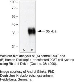 Invitrogen DKK1 Polyclonal Antibody 100 &mu;g; Unconjugated:Antibodies,