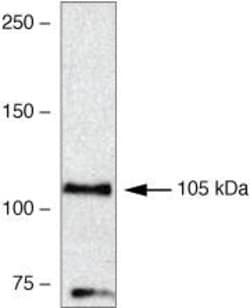 Invitrogen VPS34 Polyclonal Antibody 100 &mu;g; Unconjugated:Antibodies,