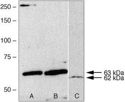 Invitrogen AMPK gamma-2 Polyclonal Antibody 100 &mu;g; Unconjugated:Antibodies,