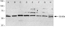 Invitrogen c-Fos Polyclonal Antibody 50 &mu;g; Unconjugated:Antibodies,