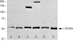 Invitrogen SMAD1 Polyclonal Antibody 100 &mu;g; Unconjugated:Antibodies,