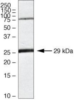 Invitrogen Claudin 18 Polyclonal Antibody 100 &mu;g; Unconjugated:Antibodies,