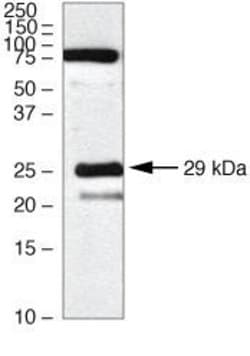 Invitrogen Claudin 18 Polyclonal Antibody 100 &mu;g; Unconjugated:Antibodies,