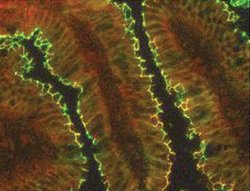 Invitrogen Claudin 15 Polyclonal Antibody 100 &mu;g; Unconjugated:Antibodies,