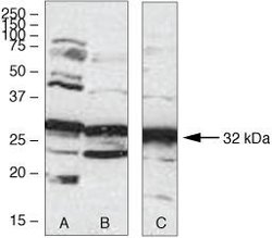 Invitrogen Aurora C Polyclonal Antibody 100 &mu;g; Unconjugated:Antibodies,