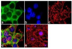 Invitrogen PKC zeta Polyclonal Antibody 100 &mu;g; Unconjugated:Antibodies,