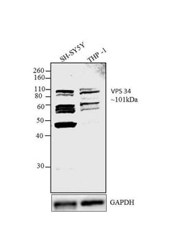 Invitrogen VPS34 Polyclonal Antibody 100 &mu;g; Unconjugated:Antibodies,