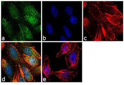 Invitrogen SENP1 Polyclonal Antibody 50 &mu;g; Unconjugated:Antibodies,