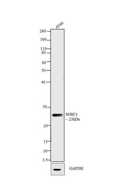 Invitrogen SOCS1 Polyclonal Antibody 100 &mu;g; Unconjugated:Antibodies,